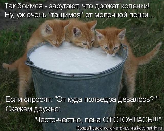 Лучшие котоматрицы за прошедшую неделю