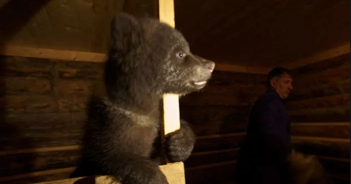 Биолог организовал приют для медвежат-сирот