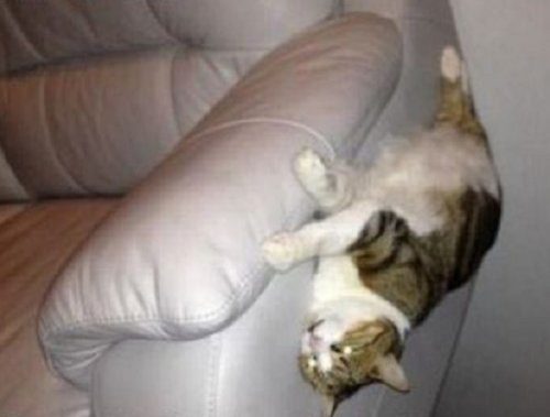 Кошки застрявшие в диванах