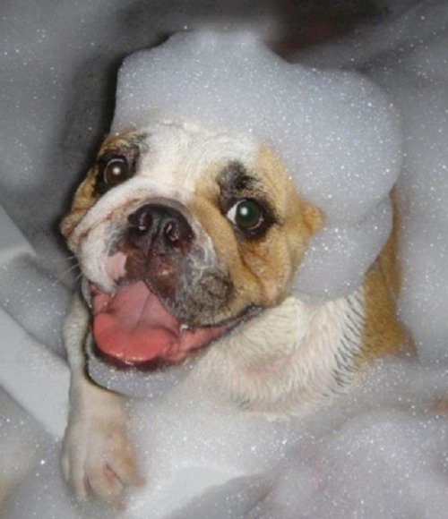 Эти собаки обожают принимать ванну