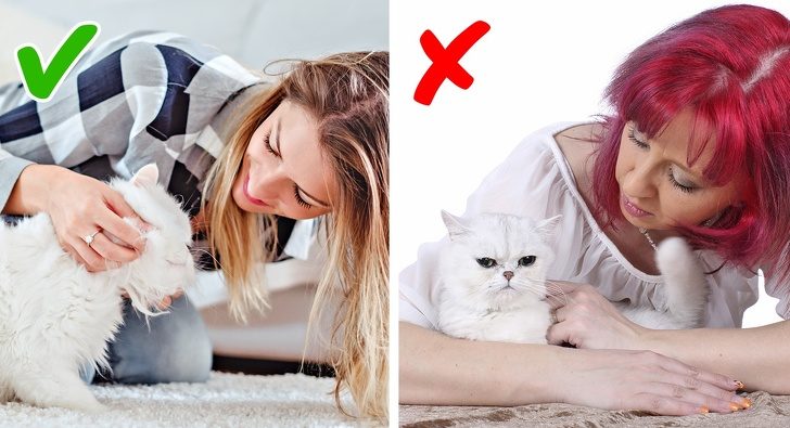Признаки плохого самочувствия кошек