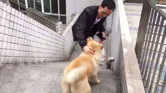 Собака, которая целыми днями ждёт хозяина на станции