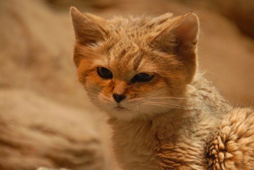 Необыкновенная кошка пустыни