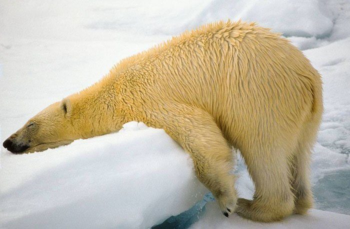 Самые смешные фотографии животных с конкурса Comedy Wildlife Photo Awards 2018