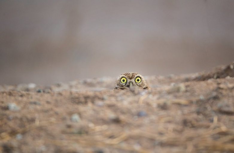 Самые смешные фотографии животных с конкурса Comedy Wildlife Photo Awards 2018