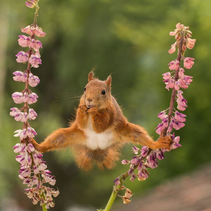 Самые смешные фотографии животных с конкурса Comedy Wildlife Photo Awards 2018