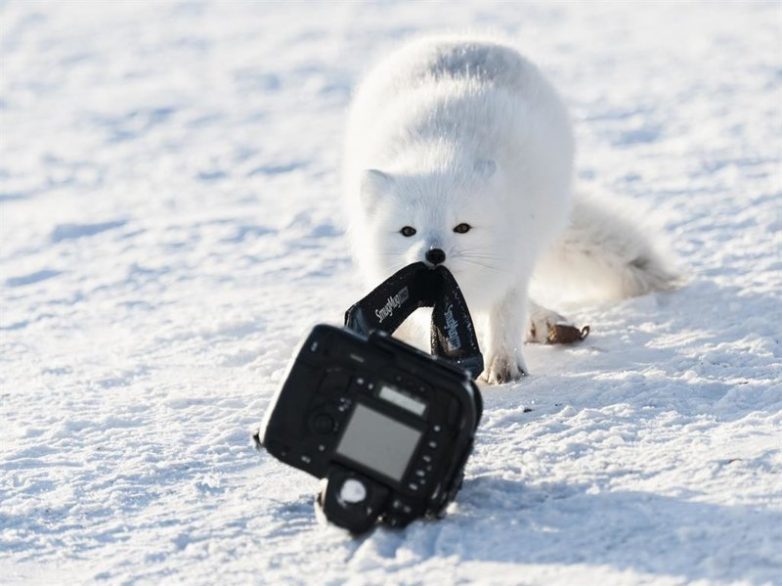 Самые смешные фотографии животных с конкурса Comedy Wildlife Photo Awards 2018