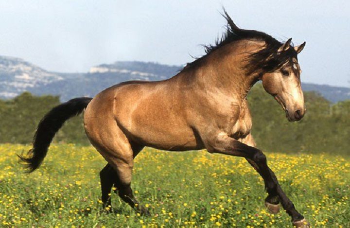 Лошади, от красоты которых перехватывает дыхание