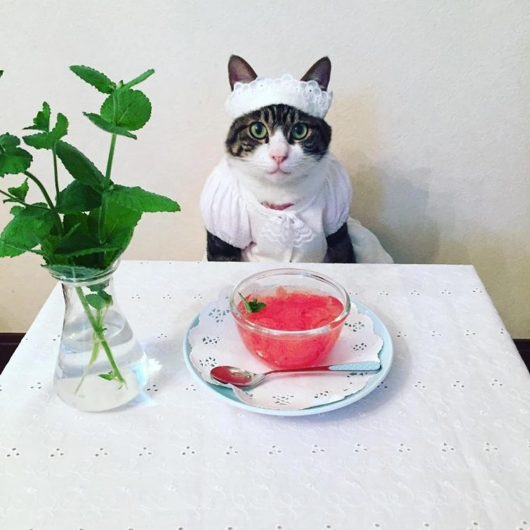Японка, которая каждый день наряжает своего кота к ужину