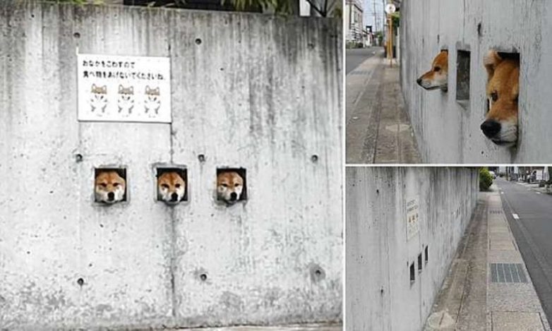 Собаки-сторожа в Японии