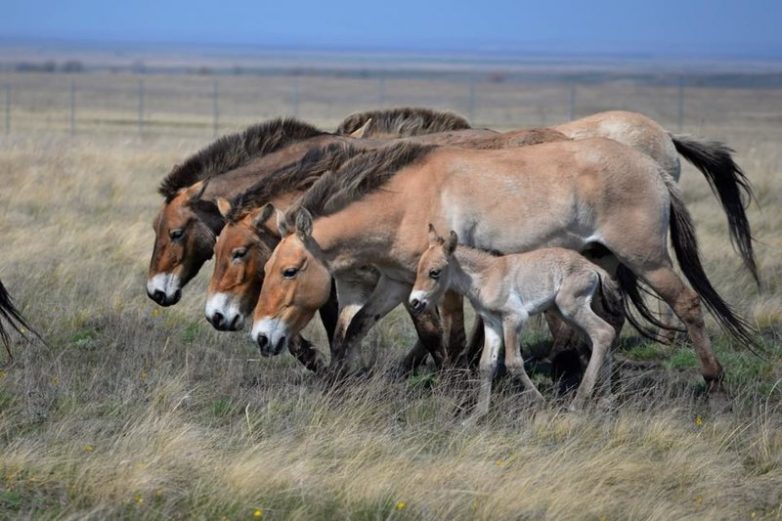 Первый жеребёнок лошади Пржевальского появился на свет