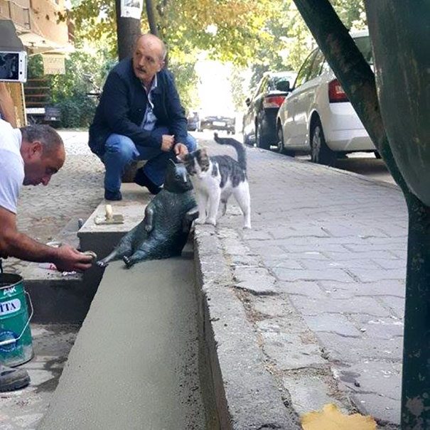 Знаменитому коту Стамбула по имени Tombili установили памятник