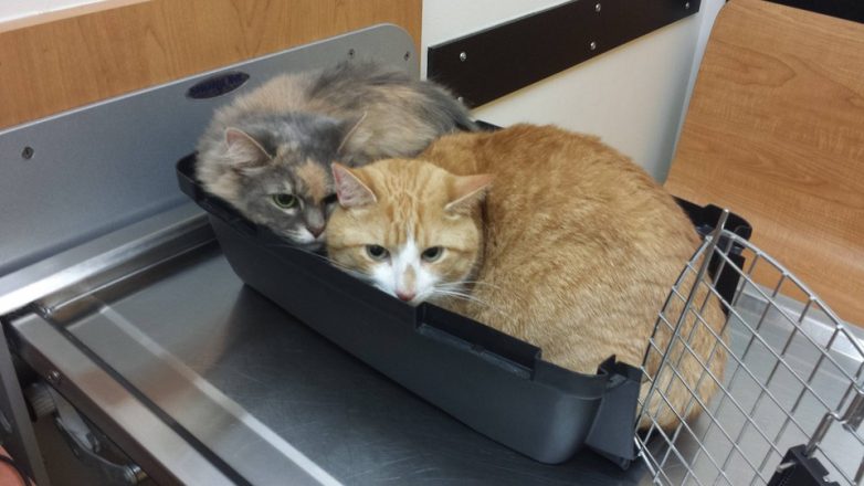 Котики, которые только что осознали, что их привели к ветеринару
