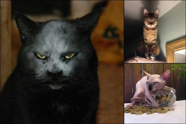 Коты-сатанисты