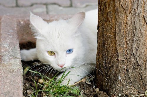 Кошки с гетерохромией