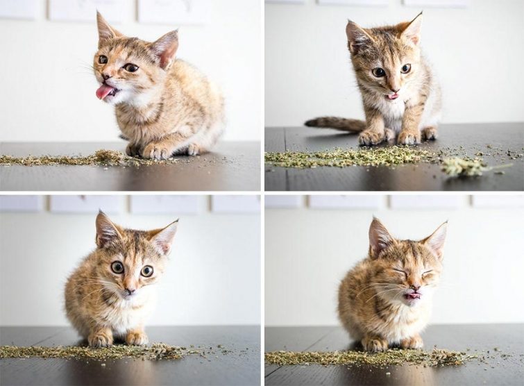 Кошки, сфотографированные после того как они попробовали кошачью мяту