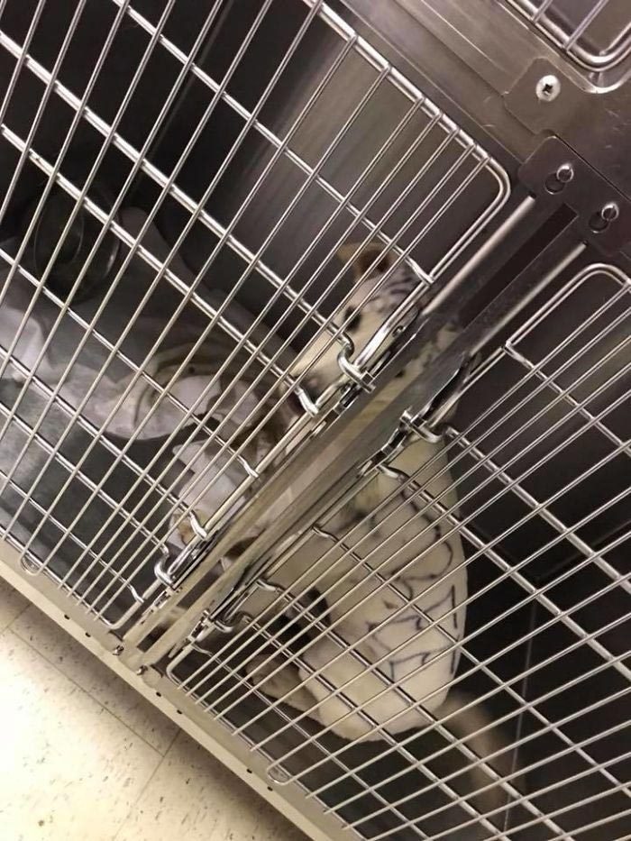 Эта собака была заперта в клетке