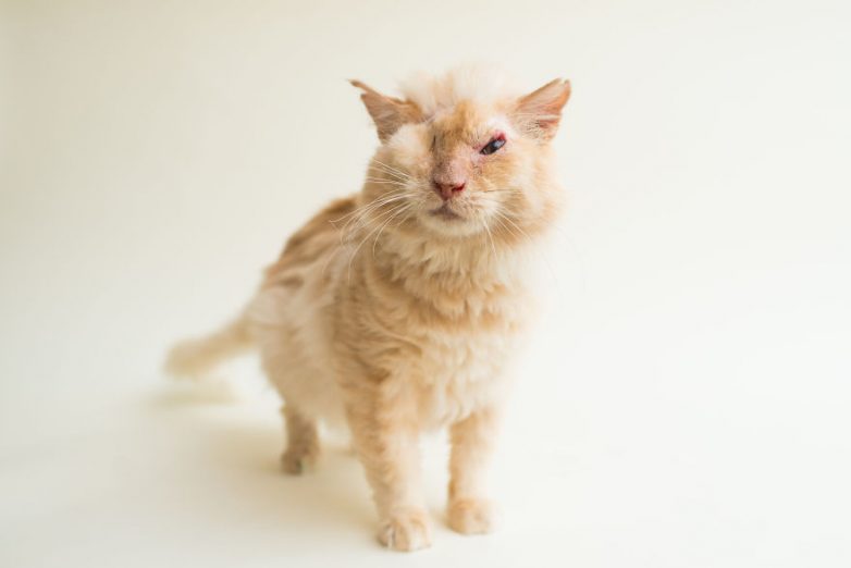 Фотограф делает снимки слепых котов, чтобы помочь им найти себе хозяев