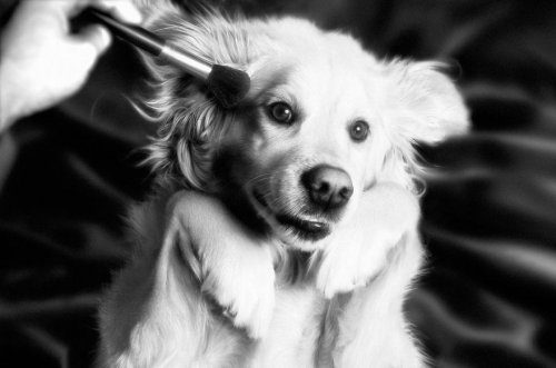 Пёс, который воспроизводит культовые фотографии Мадонны
