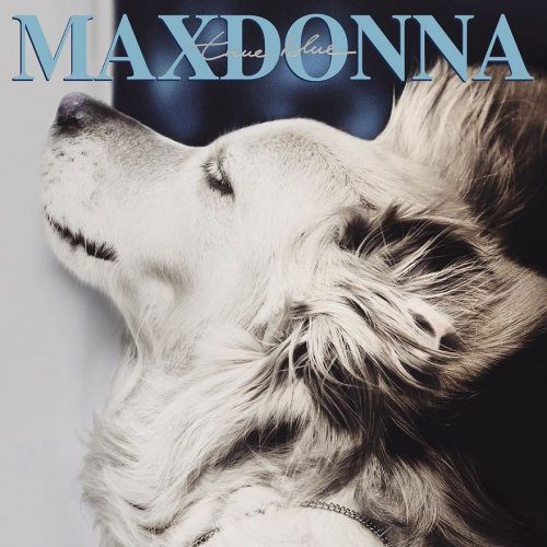 Пёс, который воспроизводит культовые фотографии Мадонны