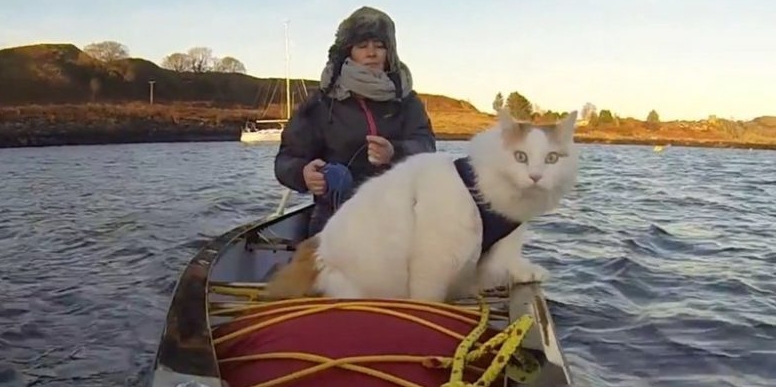Кот по кличке Солти, путешествующий на яхте
