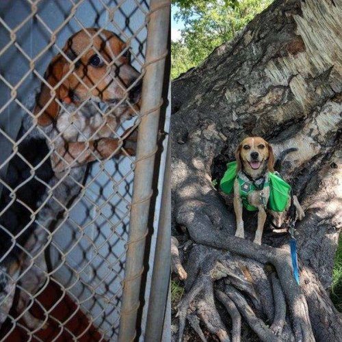 Фотографии собак до и после того, как обрели любящий дом