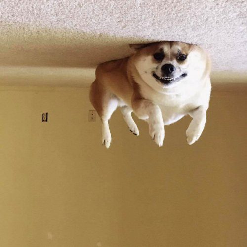 Воздушные собаки