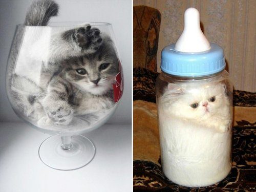 Пост, доказывающий, что кошки — это жидкость
