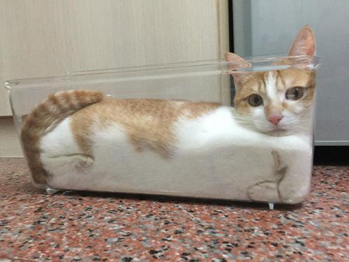 Пост, доказывающий, что кошки — это жидкость