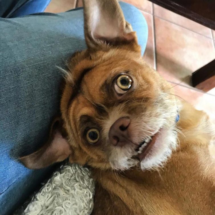 Собака, чьи фотографии стали вирусными благодаря её невероятной мимике