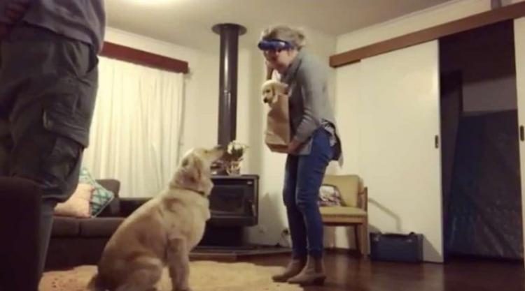 Реакция собаки на нового щенка