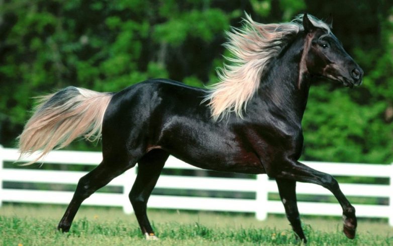 Невероятная красота лошадей