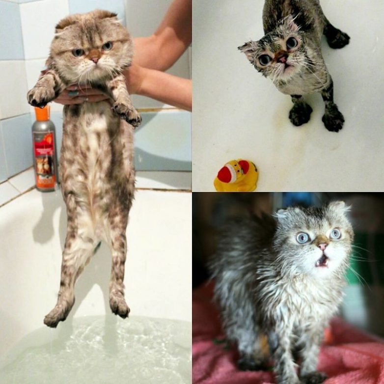 Котики, которых помыли