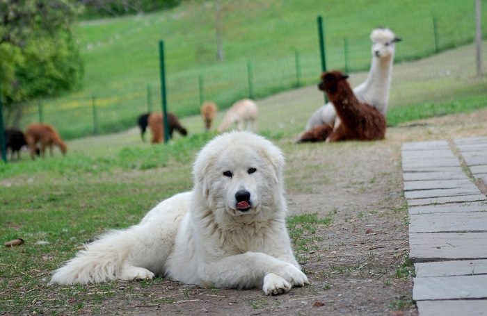 Белоснежные собаки разных пород