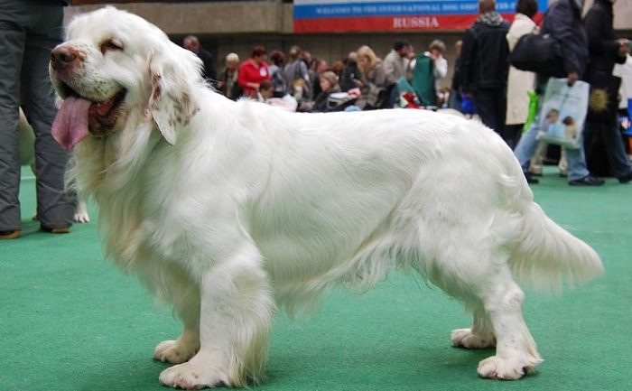 Белоснежные собаки разных пород