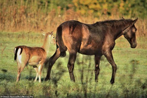 Семья лошадей усыновила осиротевшего оленёнка