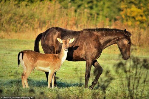 Семья лошадей усыновила осиротевшего оленёнка