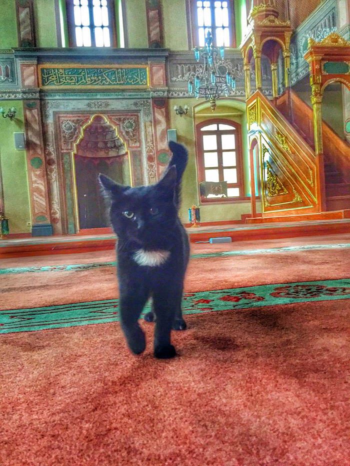 Мечеть Стамбула вновь открывает двери для бездомных кошек