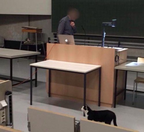Учебное заведение, где кошки могут запросто зайти в класс и заснуть на столе учащегося
