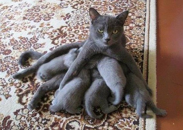 Идеальные кошачьи семейства!