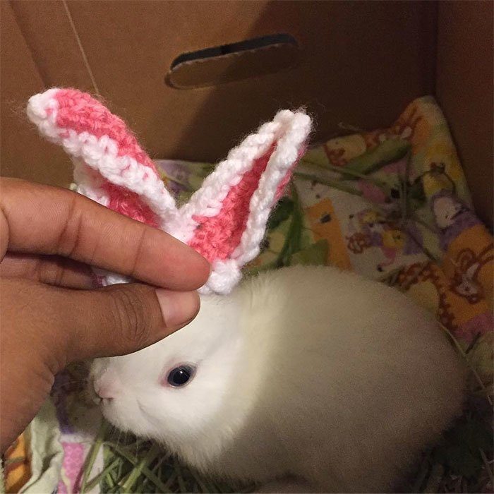Новые ушки для кролика