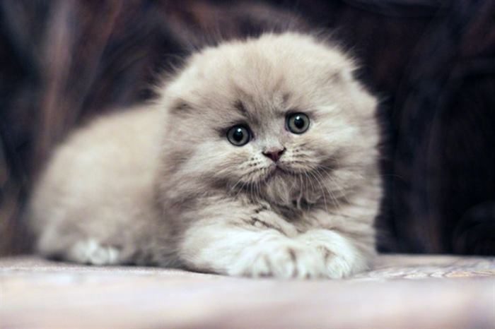 Очаровательные котята породы хайленд-фолд