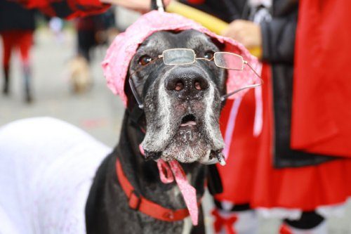 Костюмированный парад собак в Нью-Йорке