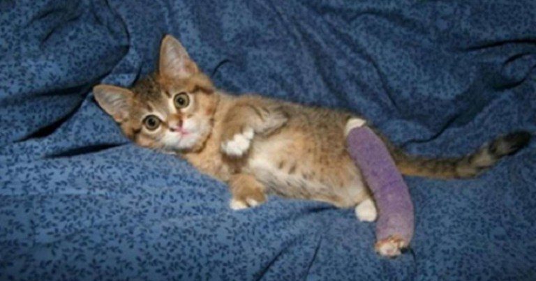 Котёнок с поломанной лапкой спас человека