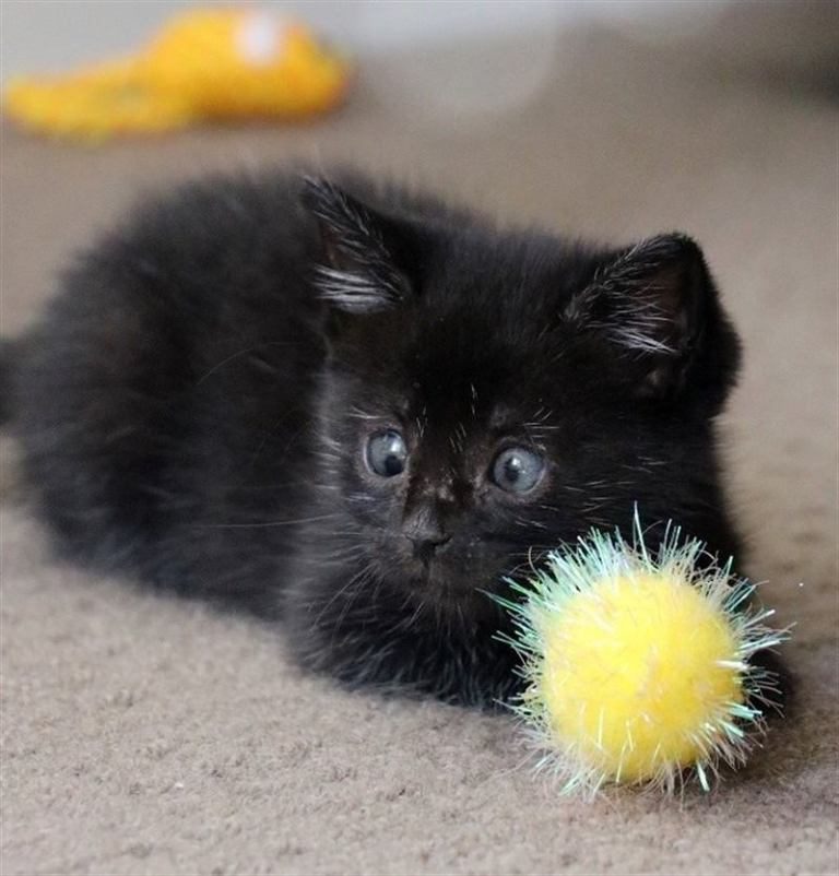 Кот мадам. Котенок с раскосыми глазами. Tiny Kitty.