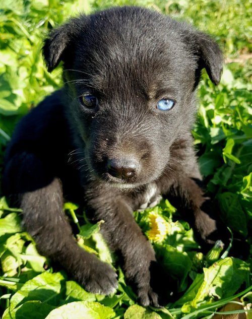 Очаровательный щенок с глазами разного цвета