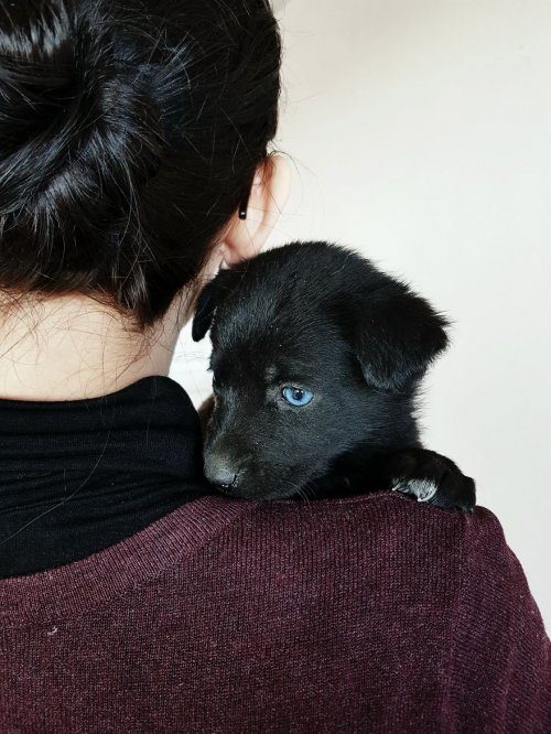 Очаровательный щенок с глазами разного цвета