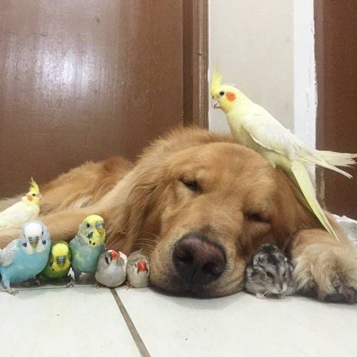 Примеры необычной дружбы между животными
