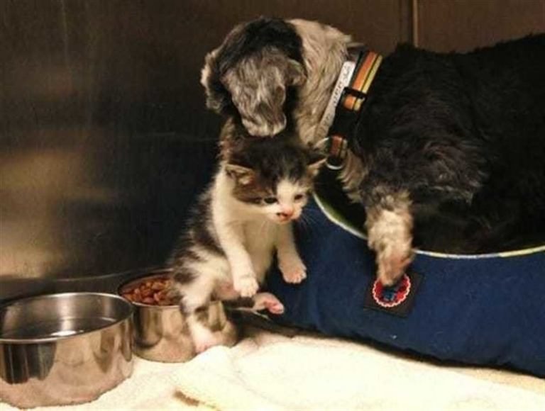 Эта собака кормила и защищала котёнка, которого бросили