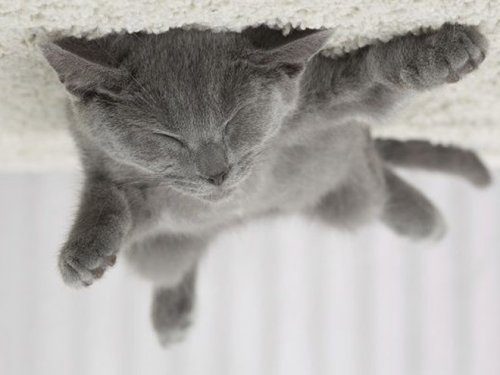Если б кошки могли парить под потолком